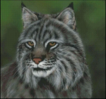 (image for) Forest Prince